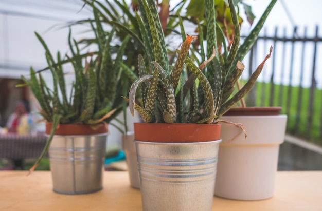 plantes sur une table à l&#39;extérieur