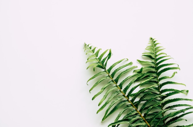 Plantes tropicales sur blanc