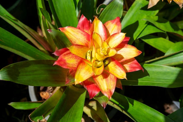 Plantes tropicales broméliacées colorées dans un jardin verdoyant avec un arrière-plan flou de feuilles vertes