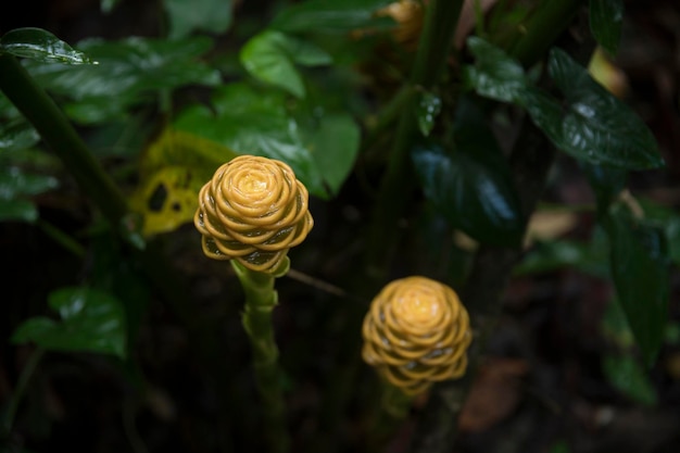 Plantes tropicales dans la jungle