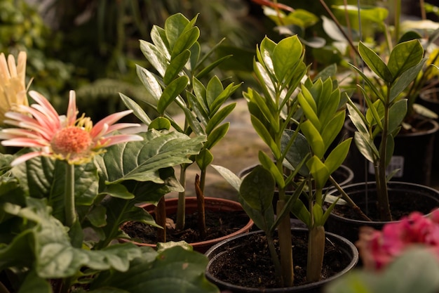 plantes tropicales dans la serre du centre commercial de jardin