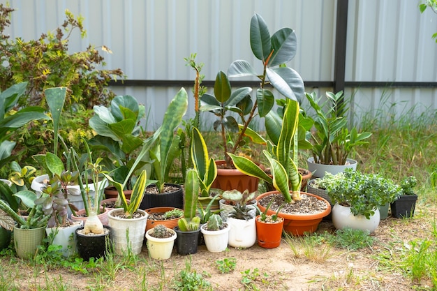 Les plantes tropicales domestiques sont un groupe qui se promène à l'extérieur en été pour accélérer la croissance.