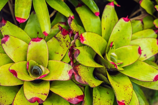 Les plantes tropicales exotiques les forêts humides sont humides après la pluie