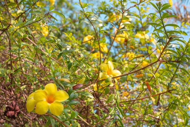 Plantes tropicales fleurs jaunes sur un arbre