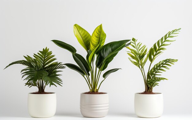 Plantes tropicales en pot Arrière-plan blanc