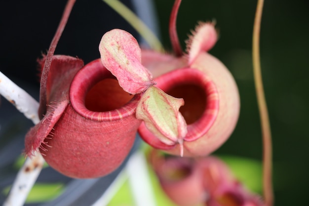 Plantes tropicales