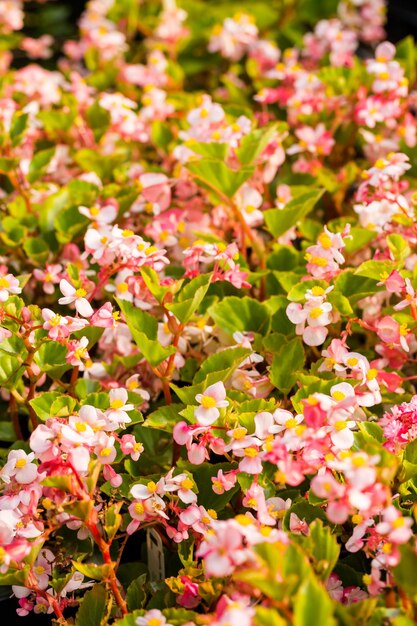 Plantes en vente à la petite pépinière locale.