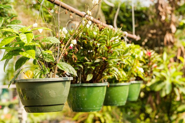 Plantes en vente à la petite pépinière locale.