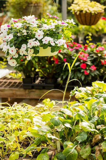 Plantes en vente à la petite pépinière locale.