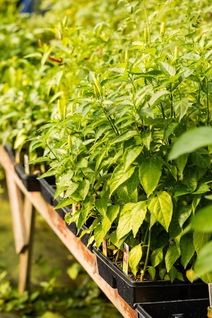 Plantes en vente à la petite pépinière locale.