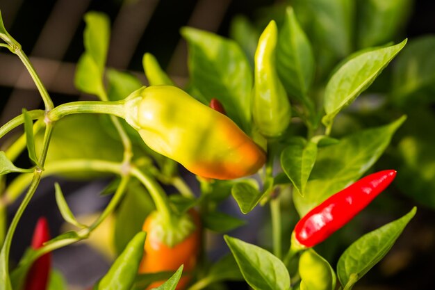 Plantes en vente à la petite pépinière locale.