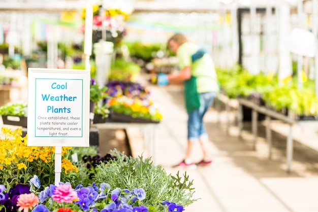 Plantes en vente de printemps dans le centre de jardin local.