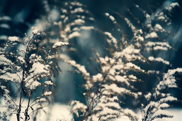 Plantes de verge d'or dans la neige à l'extérieur. Prairie en hiver.