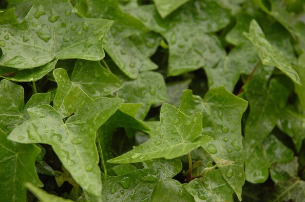 plantes vertes après la pluie