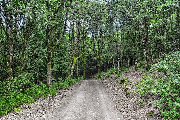 Plantes vertes et arbres autour d'un chemin de terre dans la forêt Sardaigne