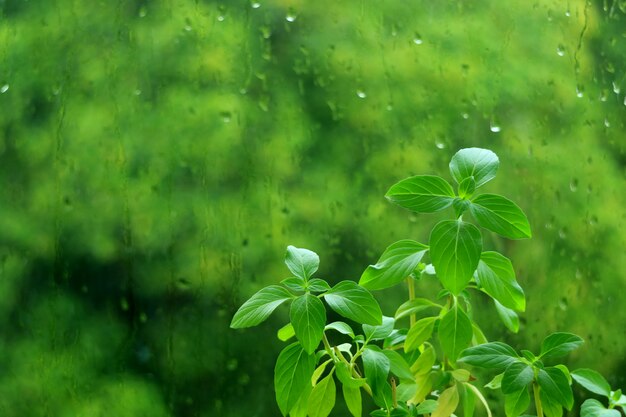 Plantes vertes au basilic doux contre des vitres avec des gouttes de pluie