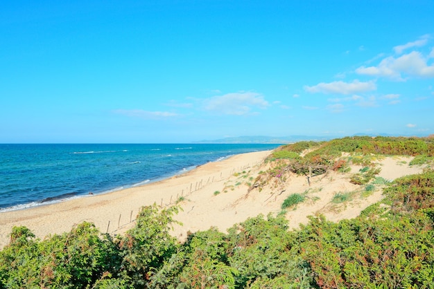 Plantes vertes au bord de Platamona