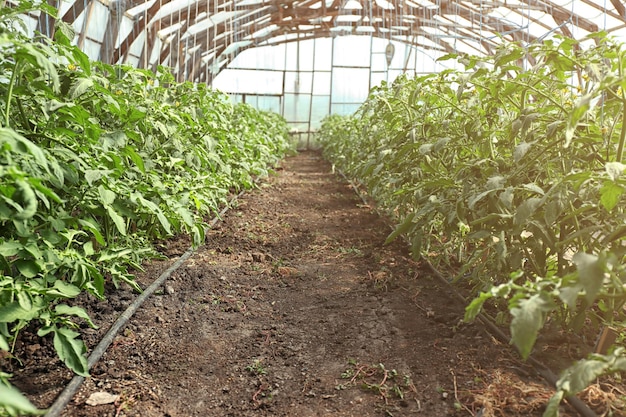 Plantes vertes au potager