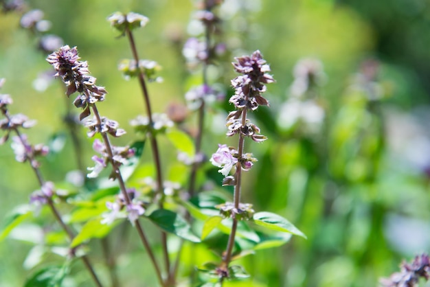 Plantes vertes de basilic. Basilic, prêt à manger ou séché.