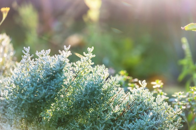 Plantes vertes dans le jardin d'été