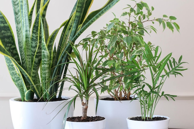 Plantes vertes dans des pots blancs dans la chambre Composition moderne de jardin à la maison