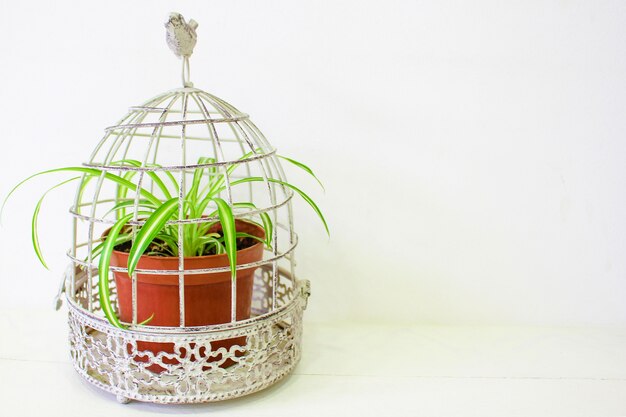 Plantes vertes décoratives dans le pot de brawn debout sur une table en bois bleue