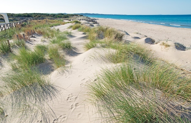 Plantes vertes sur les dunes de sable de la plage de Platamona