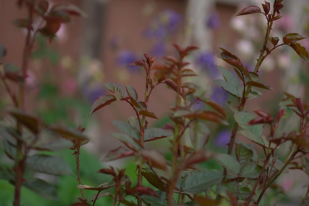 Plantes vertes avec des feuilles de rose Feuilles de roses vertes naturelles dans le jardin