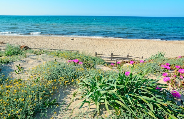 Plantes vertes et fleurs roses à Platamona Sardaigne