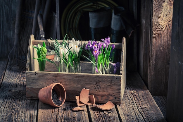 Plantes vertes fraîchement cultivées et sol sombre fertile