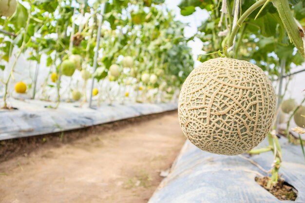 Plantes vertes fraîches de melons cantaloup japonais poussant dans un jardin à effet de serre biologique