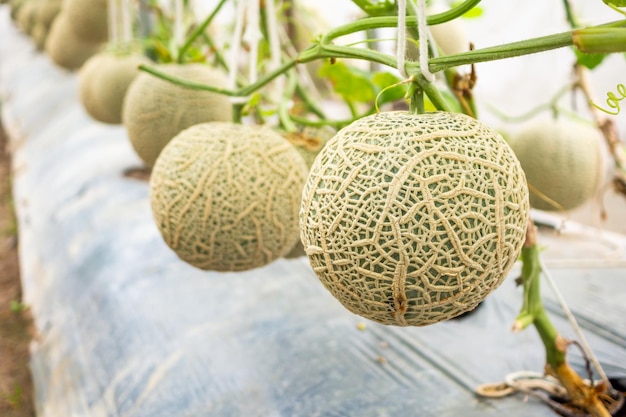 Plantes vertes fraîches de melons cantaloup japonais poussant dans un jardin à effet de serre biologique