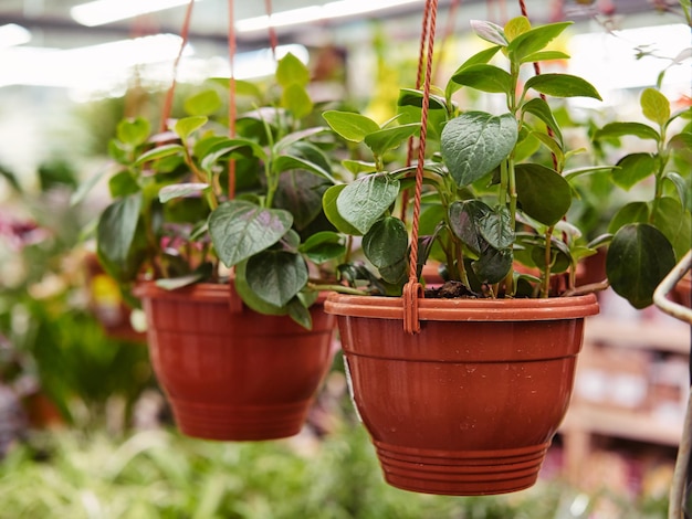 Plantes vertes de gardénia en pots suspendus Plantes d'intérieur en serre