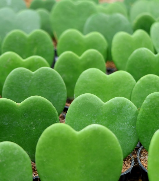 Plantes vertes Hoya Kerrii ou LuckyHeart alignées