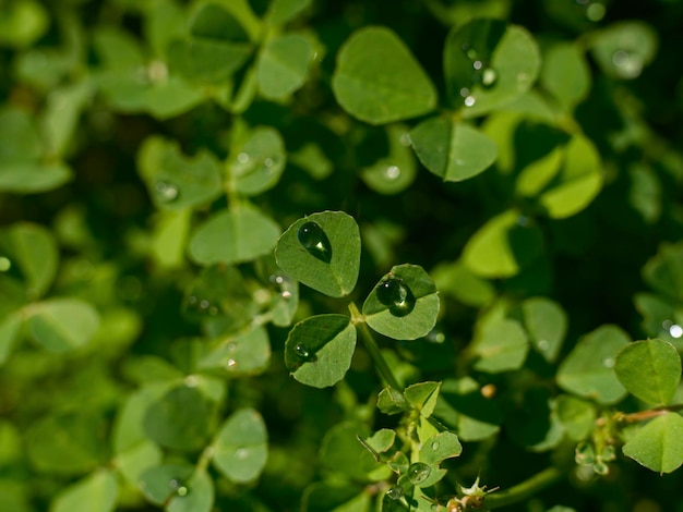 Plantes vertes humides après la pluie