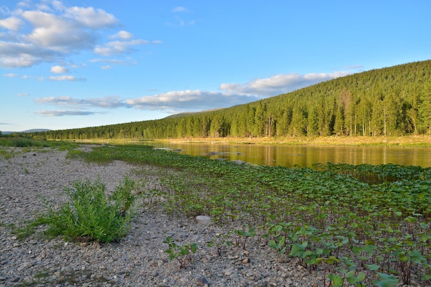 Plantes vertes luxuriantes le long des rives de la taïga