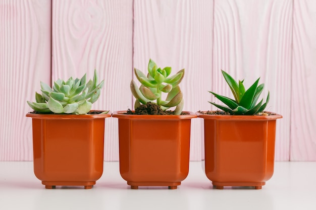 Plantes vertes sur un mur en bois rose.