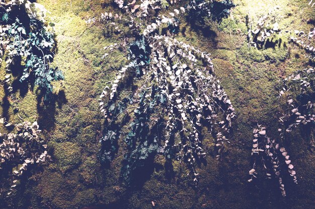 Plantes vertes sur le mur rugueux