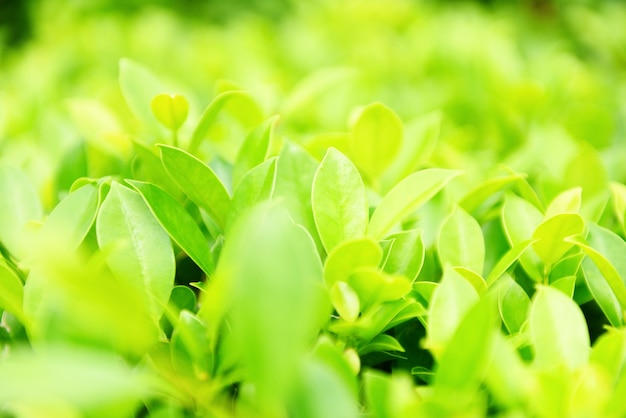 Plantes Vertes Paysage écologie Papier Peint Frais Vue Rapprochée De La Nature De La Feuille Verte Sur La Verdure Floue Jardin Naturel