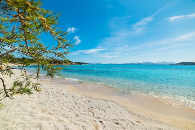 Plantes vertes sur la plage de La Celvia Sardaigne