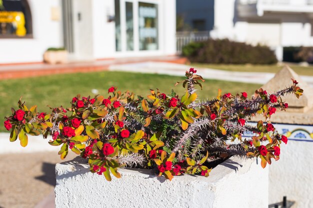 Plantes Vertes En Pot Dans Un Beau Pot En Plein Air