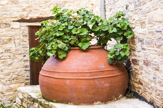 Plantes vertes en pot à l'extérieur. Différentes plantes en pot et semis