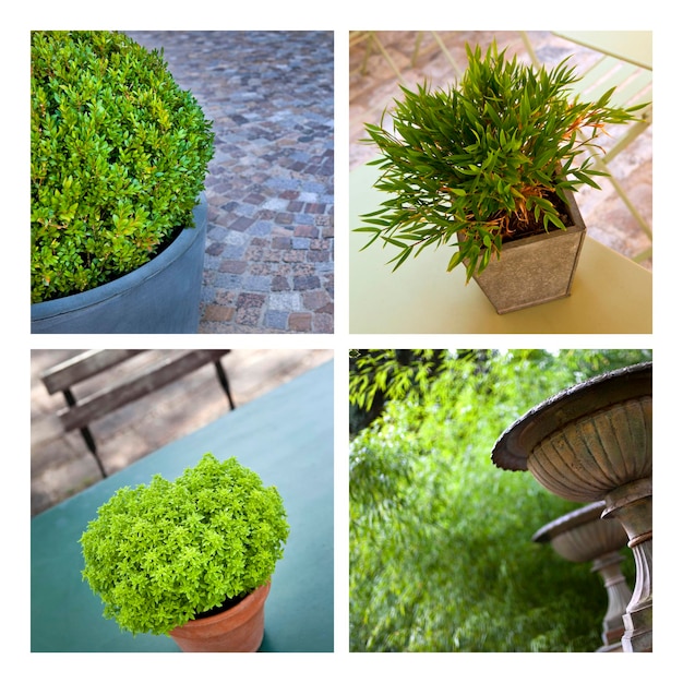 Plantes vertes en pot sur les terrasses