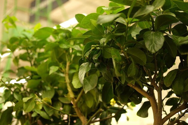 Plantes vertes en pots au printemps du magasin de jardinage