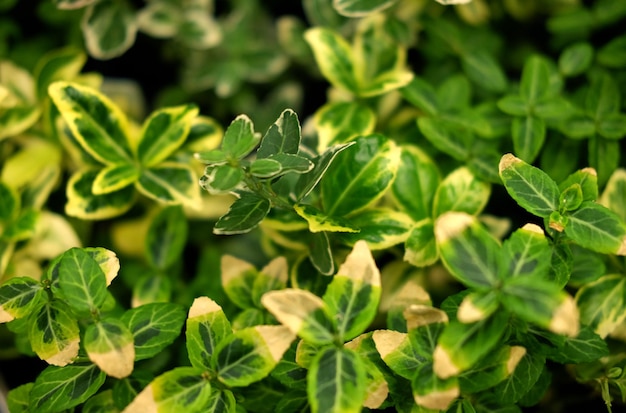 Plantes vertes en pots au printemps du magasin de jardinage