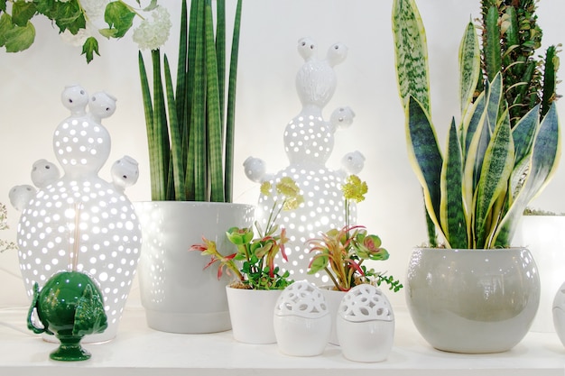 Plantes vertes en pots blancs se bouchent