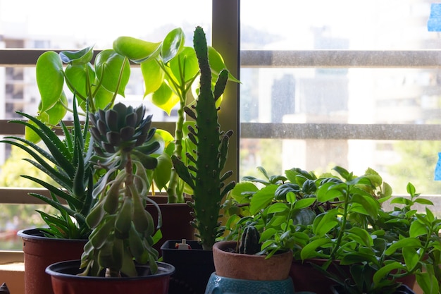 Plantes vertes sur des pots par fenêtre aux beaux jours Concept de décoration naturelle d'intérieur à la maison