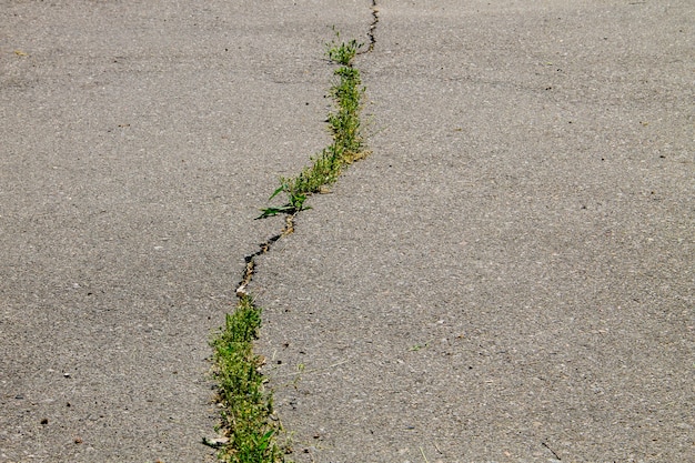 Plantes vertes poussant dans la texture de la route asphaltée fissurée