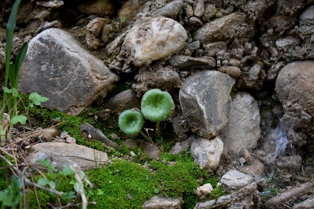 Plantes vertes poussant entre de gros rochers