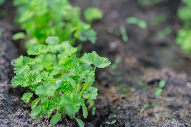 Plantes vertes poussant sur un lit dans le jardin de la serre, le concept de culture biologique